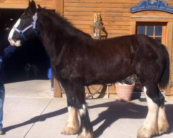 broodmare Donegal Sarah Bell (Clydesdale, 2004, from Donegal Joe Nine Lives)