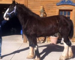 broodmare Donegal Sarah Bell (Clydesdale, 2004, from Donegal Joe Nine Lives)