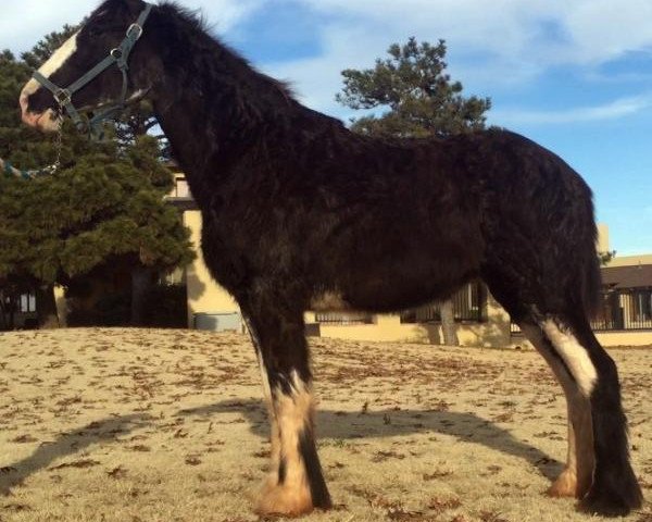 broodmare Forest Silver Grace (Clydesdale, 2014, from Bud Ridge Silverado)