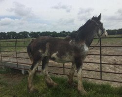 horse H.R. Blue Prints (Clydesdale, 2018, from Boulder Bluff Code Blue)