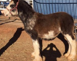 horse Ex Decker's Gunner (Clydesdale, 2016, from Somewhere Doc's Blackun Decker)