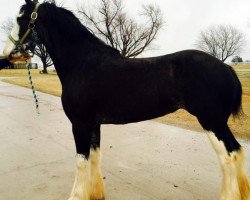 broodmare Forest Silver Geisha (Clydesdale, 2011, from Bud Ridge Silverado)