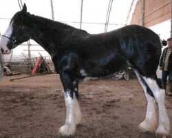 horse Forest Silver Gaelle (Clydesdale, 2013, from Bud Ridge Silverado)