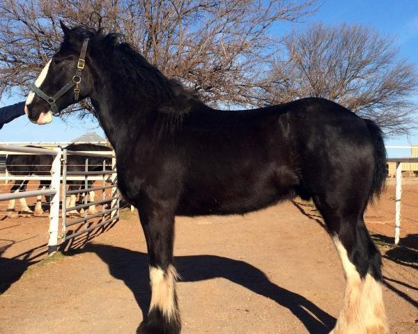 Pferd Forest Silver Dick (Clydesdale, 2010, von Bud Ridge Silverado)