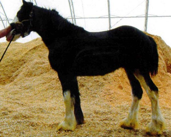 horse Forest Silver Body (Clydesdale, 2011, from Bud Ridge Silverado)