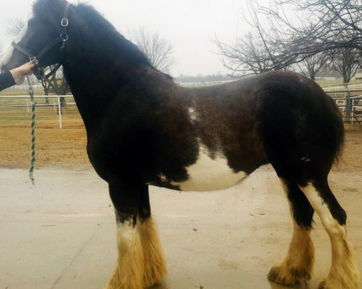 Zuchtstute Dark Ruby Dame De Lotbiniere (Clydesdale, 2005, von Armageddon's Lord Gideon)