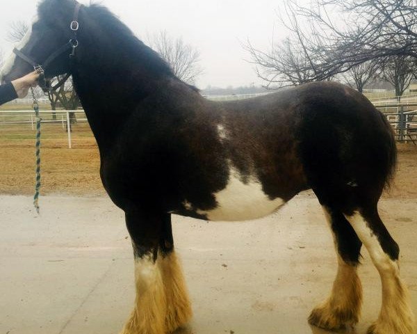 Zuchtstute Dark Ruby Dame De Lotbiniere (Clydesdale, 2005, von Armageddon's Lord Gideon)