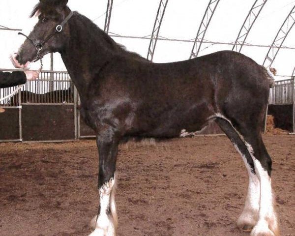 Pferd Forest Major Nelly (Clydesdale, 2013, von Donegal Major Factor)