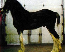 horse Forest Major Jack (Clydesdale, 2011, from Donegal Major Factor)