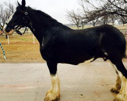 Zuchtstute Jade Gold Pride De Lotbinière (Clydesdale, 2003, von Armageddon's Lord Gideon)