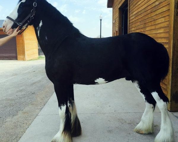 horse Forest Josh (Clydesdale, 2009, from Bud Ridge Silverado)