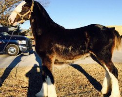 Pferd Forest Silver Beauty (Clydesdale, 2014, von Bud Ridge Silverado)