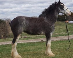 Zuchtstute Forest Silver Camèe (Clydesdale, 2010, von Bud Ridge Silverado)