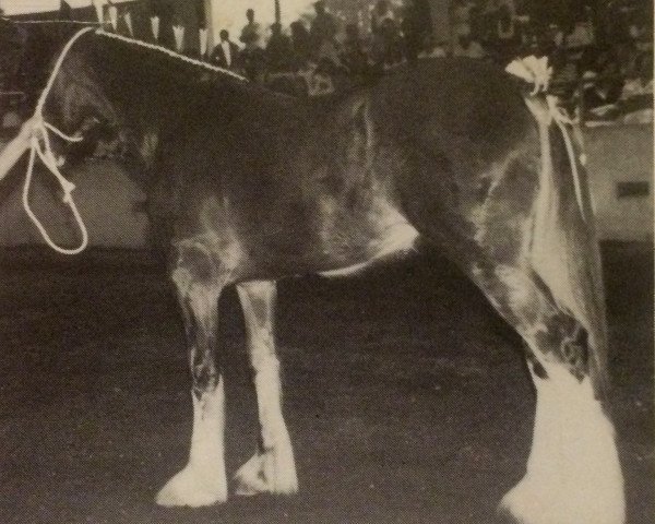 broodmare Fordelhill April Love (Clydesdale, 1990, from Balwill Knockout)