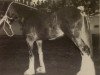 broodmare Fordelhill April Love (Clydesdale, 1990, from Balwill Knockout)