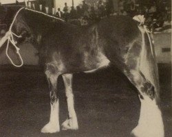 Zuchtstute Fordelhill April Love (Clydesdale, 1990, von Balwill Knockout)