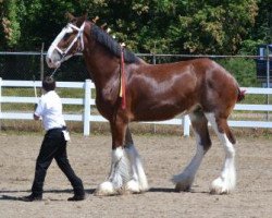 Pferd Flying Colors Supreme Starburst (Clydesdale, 2011, von Maple Stone Stuart Maxton)