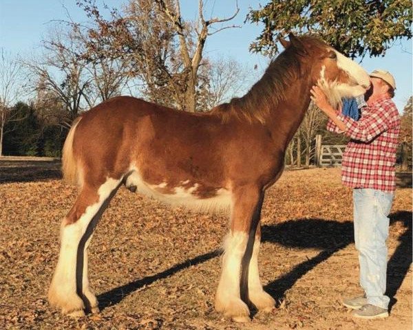 horse Flying Colors Supreme Lincoln (Clydesdale, 2019, from Diamond S Clay)