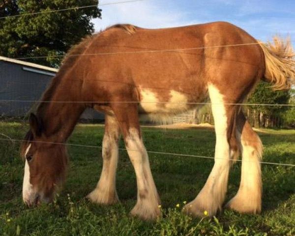 Pferd Flying Colors Bombshell Jazmine (Clydesdale, 2016, von Somewhere Yankee's Cody)