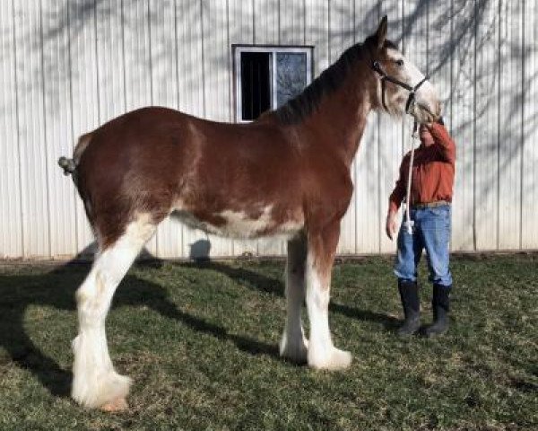 horse Flying Colors Jet Fighter Jaqueline (Clydesdale, 2018, from Iron Horse MM Steele)