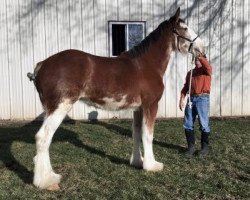 Pferd Flying Colors Jet Fighter Jaqueline (Clydesdale, 2018, von Iron Horse MM Steele)