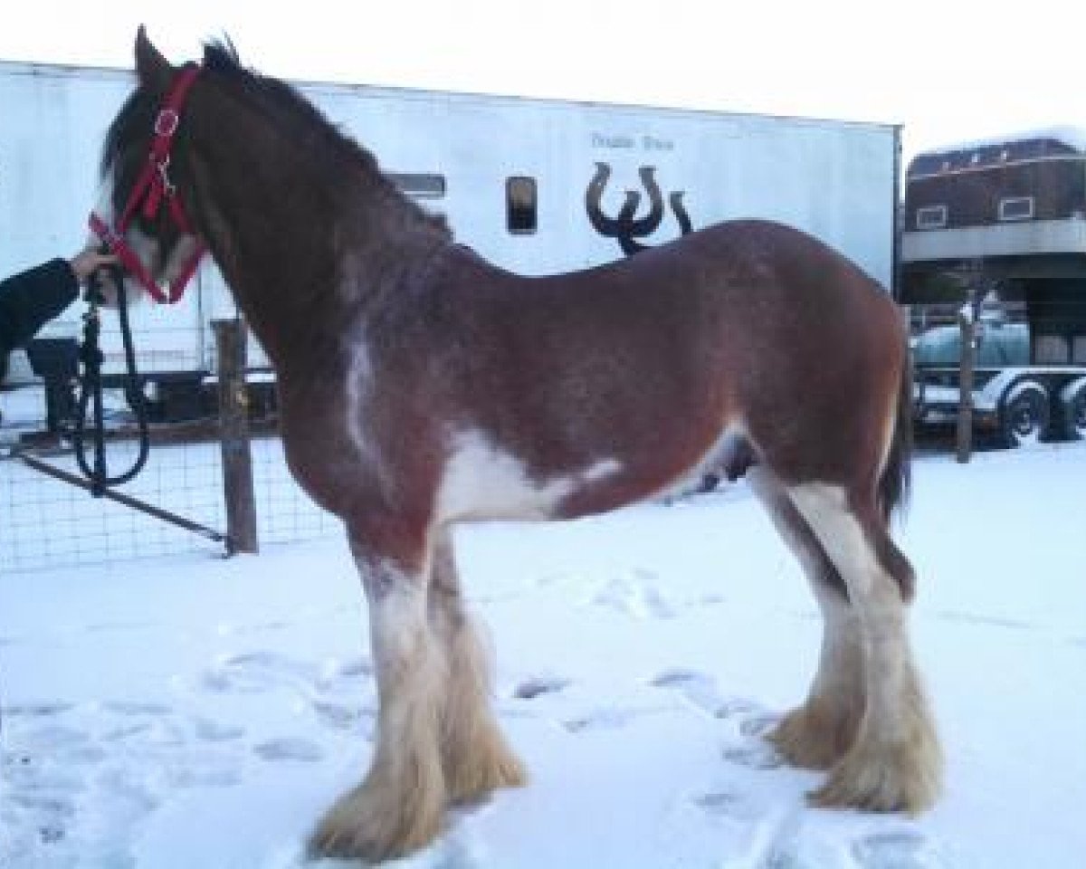 stallion Flash Argyll of Double Shoe (Clydesdale, 2012, from Alamar L.S. Lightning)