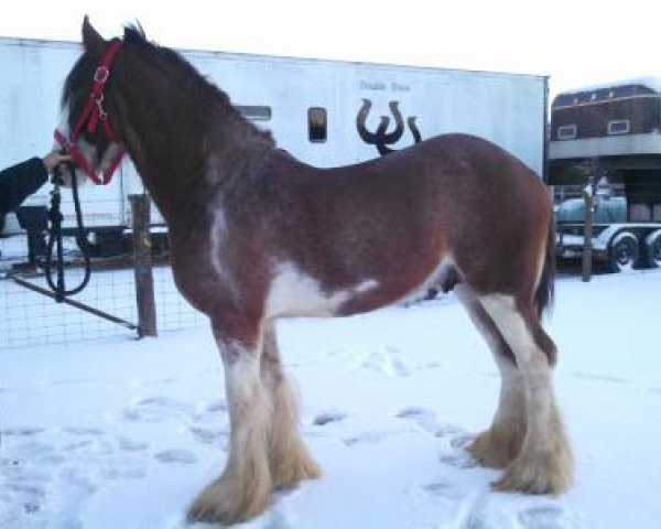 Deckhengst Flash Argyll of Double Shoe (Clydesdale, 2012, von Alamar L.S. Lightning)