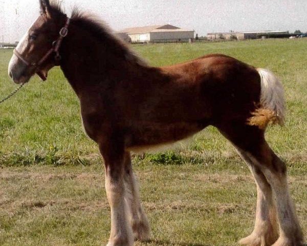 horse Five Star Princess Catrina (Clydesdale, 2013, from GSL Azar's Footprint)