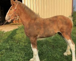 horse Five Star Pearl's Hannalee (Clydesdale, 2018, from May's Marquis of Iron Horse (E.T.))