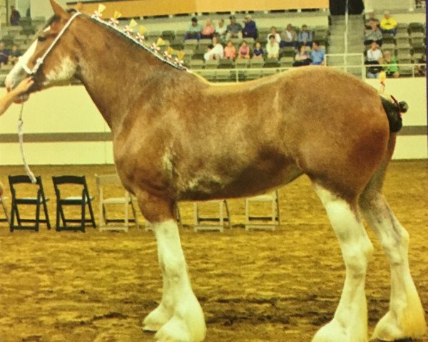 Zuchtstute Pinnacle's Princess Pearl (Clydesdale, 2011, von Birky's Pride Preludes Hercules)