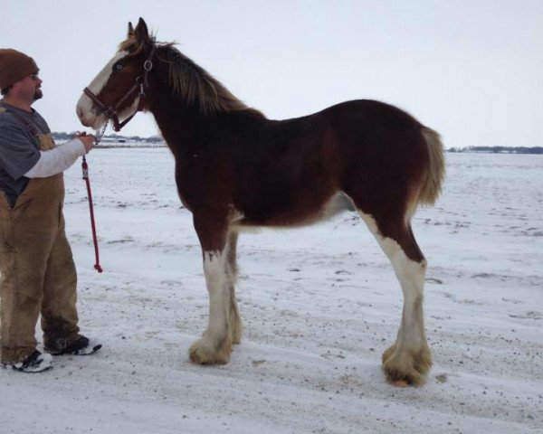horse Five Star Pearl's Forte (Clydesdale, 2016, from May's Marquis of Iron Horse (E.T.))