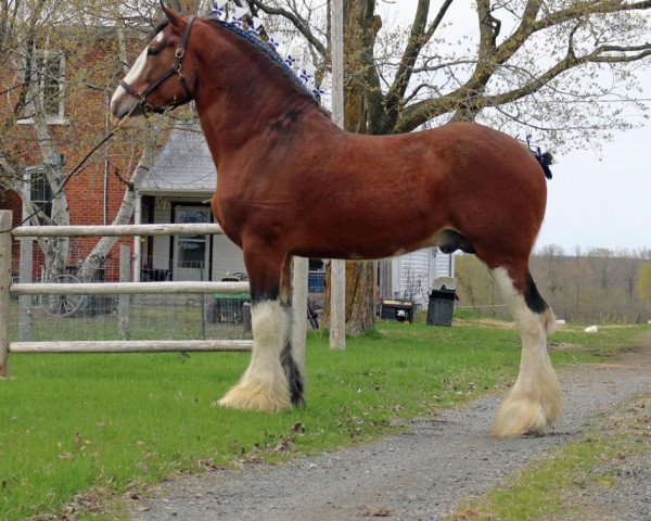 Deckhengst Brucedale Inspiration (Clydesdale, 2013, von Armbro Jack)