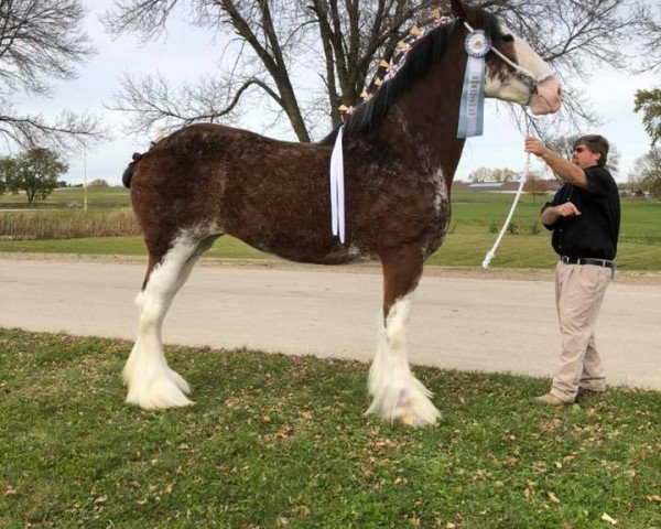 Pferd Five Star Abby's Eleanor (Clydesdale, 2015, von Pinnacle's Maverick)