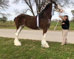 horse Five Star Abby's Eleanor (Clydesdale, 2015, from Pinnacle's Maverick)