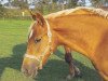 dressage horse Petit Chakori (German Riding Pony, 2009, from Steendiek's Dollarprinz)