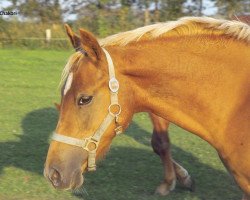 dressage horse Petit Chakori (German Riding Pony, 2009, from Steendiek's Dollarprinz)