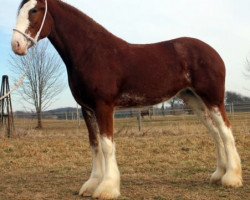 Zuchtstute Five Star Marquis' Belle (Clydesdale, 2012, von GSL Azar's Footprint)