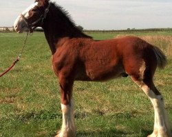 Pferd Five Star Marquis' Cash (Clydesdale, 2013, von GSL Azar's Footprint)