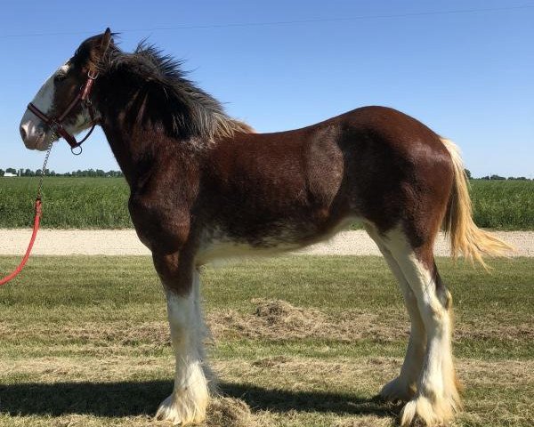 horse Five Star Abby's Gwenyth (Clydesdale, 2017, from Pinnacle's Maverick)