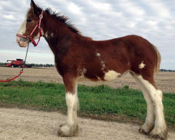 horse Five Star Abby's Finesse (Clydesdale, 2016, from Pinnacle's Maverick)