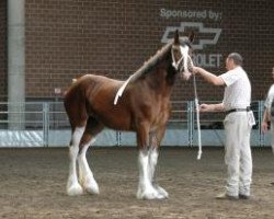 broodmare Pinnacle's Ivy Rose (Clydesdale, 2010, from Birky's Pride Preludes Hercules)