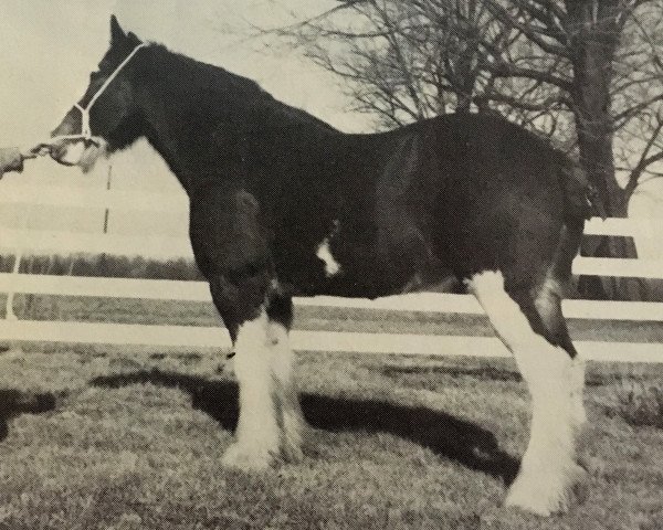 Zuchtstute Woodland Silver Queen (Clydesdale, 1972, von Dunsyre Silver King)