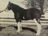 broodmare Woodland Silver Queen (Clydesdale, 1972, from Dunsyre Silver King)