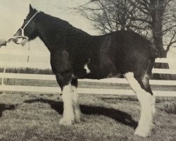 broodmare Woodland Silver Queen (Clydesdale, 1972, from Dunsyre Silver King)