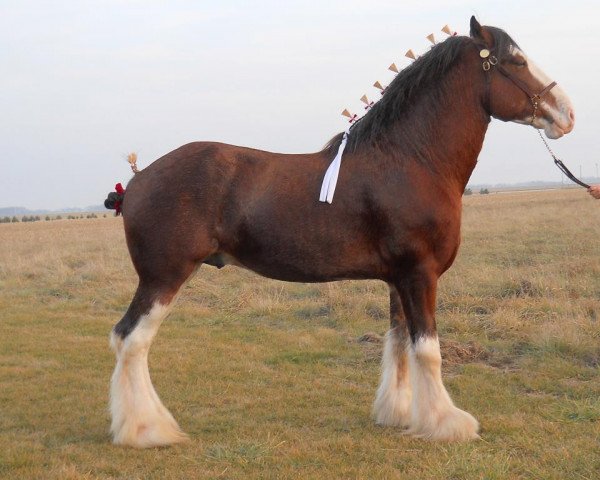 Deckhengst GSL Azar's Footprint (Clydesdale, 2008, von Pinnacle's Sensational Azar)