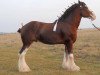 stallion GSL Azar's Footprint (Clydesdale, 2008, from Pinnacle's Sensational Azar)