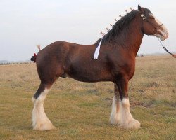 stallion GSL Azar's Footprint (Clydesdale, 2008, from Pinnacle's Sensational Azar)