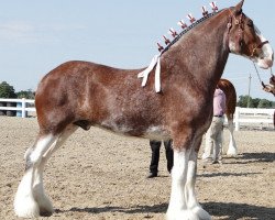 Pferd Five Star Rose's Diesel (Clydesdale, 2014, von GSL Azar's Footprint)