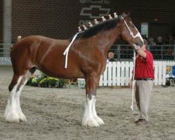 Zuchtstute Gregglea Marquis (Clydesdale, 2005, von Highfield Collessie)