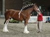 Zuchtstute Gregglea Marquis (Clydesdale, 2005, von Highfield Collessie)